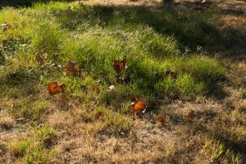 Bermudagrass tolerance to drought
