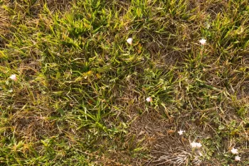 Field bindweed in tall fescue lawn