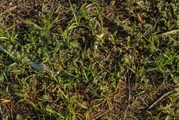 Nutsedge and puncture vine, reduced moisture