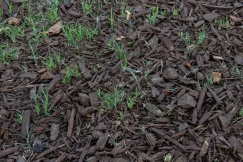 Roundup spray, mulch and regrowth of Bermuda