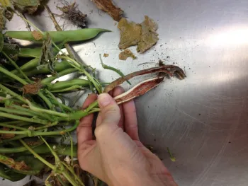 Brick red lesions in the root conducting tissue of kidney beans.