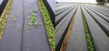 Yellow nutsedge in untreated bed (left) and beds treated for 5 weeks with ASD with 9 t/acre of rice bran (right)