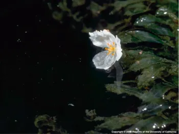 Brazilian egeria male flower close up (J. DiTomaso. © 2005 UC Regents)