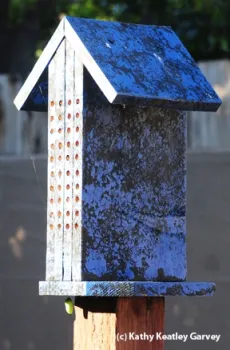 A bee condo with a monarch chrysalid (see bottom). (Photo by Kathy Keatley Garvey)