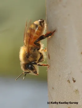 A worker bee. (Photo by Kathy Keatley Garvey)