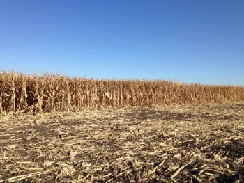 The pictures shows a field of grain corn that is dry and ready for harvest.