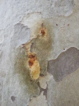 Wet staining on California sycamore in response to PSHB attack. Source: Monica Dimson, UCCE