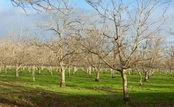 Dixon Ridge walnuts in winter