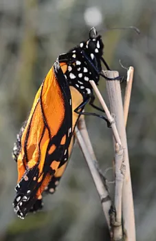 Tiny perched on a stick. (Photo by Kathy Keatley Garvey)