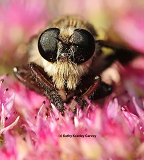 Robber fly (Photo by Kathy Keatley Garvey)