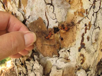 Rough bark and reddish frass produced by western sycamore borer. Source: John Kabashima, UCCE