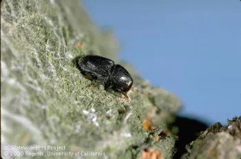 Native to Europe, Fruit tree bark beetle has become common throughout most of the United States. Source: Jack Kelly Clark, UC IPM