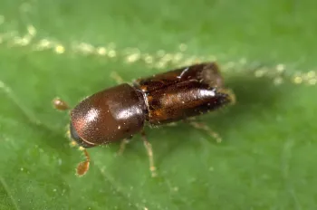 Monarthrum scutellare typically attacks stressed trees. Source: Jack Kelly Clark, UC IPM