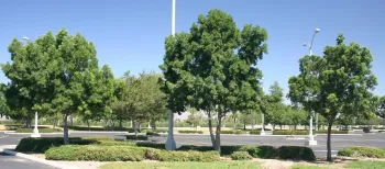 TreeShrubMix-2015_IMG_0085_LoRes