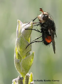 A tachinid fly. (Photo by Kathy Keatley Garvey)