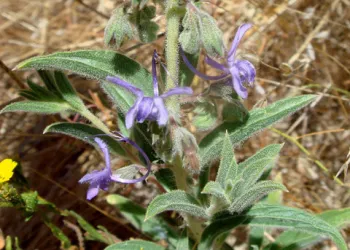 Vinegar Weed (Trichostema lanceolatum)