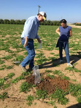 Dr. Andreas Westphal surveys the field for nematodes