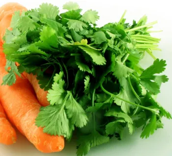 Cilantro