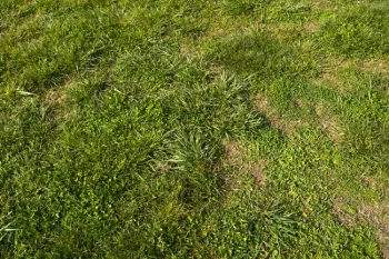 Figure 2. Turf condition for overseediing