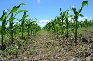 UCCE Agron Weed Farm Advisor