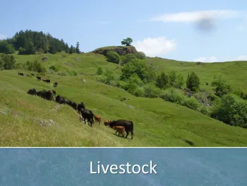 Cattle grazing in a field.