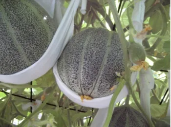Melons in tee-shirt slings