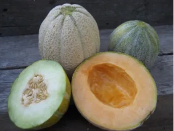 05-melons