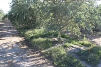 Resistant junglerice growing in an almond orchard. Photo courtesy of Marcelo Moretti, UC Davis.