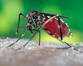 Aedes aegypti, the yellow fever mosquito that transmits dengue, chikungunya and Zika viruses. (CDC Photo)