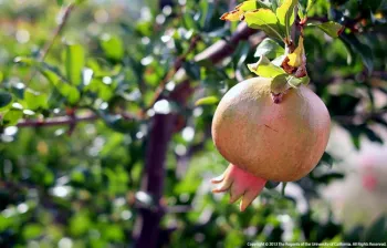 Pomegranate