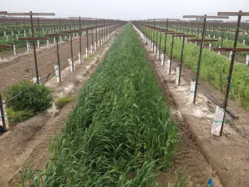 A ryegrass cover crop planted in a vineyard <small>(photo credit: Yoni Cooperman)</small>