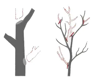 Thinning Cuts, Source UC ANR