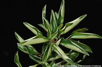 Phosphorus deficient pear tree