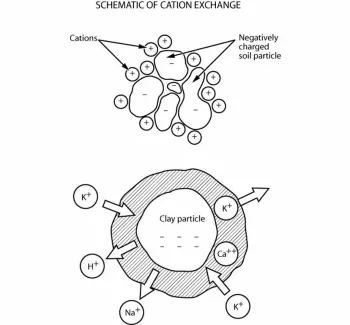 Schematic of Cation Exchange