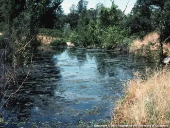 Riparian Habitat
