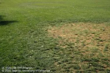 A patch of thin, spotty turf