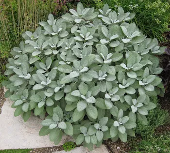 'Berggarten'<br>Click to enlarge.