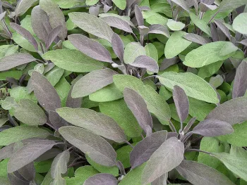 'Purpurea'<br>Click to enlarge.