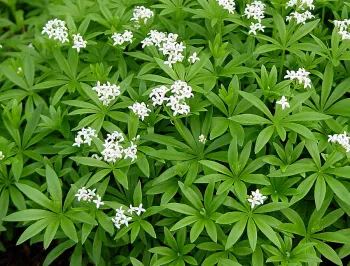 Sweet woodruff. Click to enlarge.