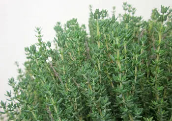 English thyme. Click to enlarge.