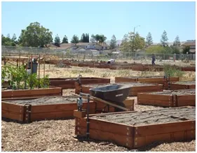 A community garden featuring multiple wooden raised bed planters under a blue sky, with some individuals working in the distance.