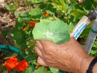 A hand holds a green nasturtium leaf with water pooled in its center, surrounded by orange flowers and green foliage.