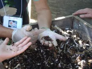 A pair of gloved hands holding a handful of worms above dark compost, with a small hand reaching out towards them.