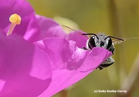 A male leafcutting bee peers over a rock purslane petal. (Photo by Kathy Keatley Garvey)