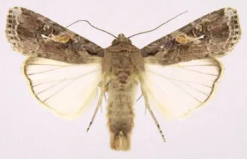 Spodoptera frugiperda (Photo courtesy of Wikipedia)