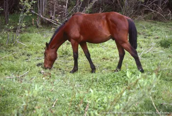 Image of a sorrel horse grazing in a lush green field.