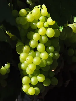 'Perlette'<br>Click to enlarge.