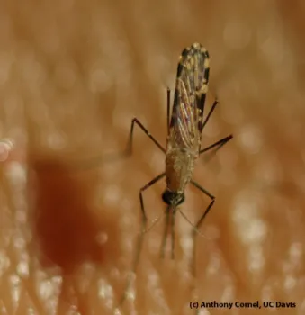This photo, taken in Sagamaganga, Tanzania, by UC Davis medical entomologist Anthony Cornel, shows malaria mosquito Anopheles arabiensis, blood-feeding on his arm.