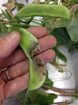 Figure 2. White mycelium of white mold.