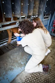 Image of UC Vet Med students learning how to wrap a leg wound on beef cattle.